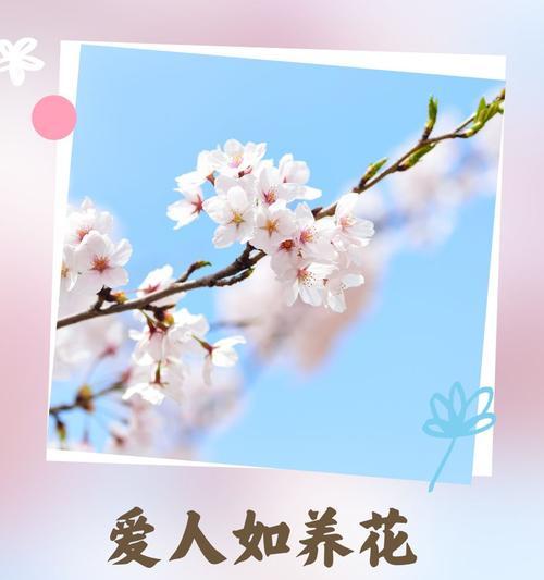 哪种花的花语是陪伴？它象征着什么？