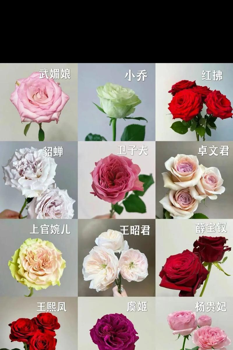 极品玫瑰的花语代表了什么？