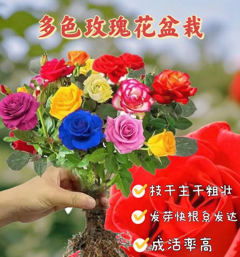 极品玫瑰的花语代表了什么？