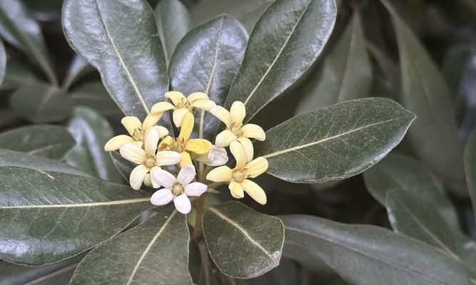 是非人的嘴脸花语代表什么？这种花语有何特别之处？