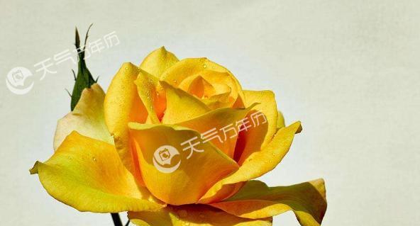 花语品种是什么生肖？如何根据生肖选择合适的花语？