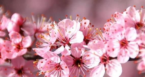 粉色樱花代表了什么？它的花语有何含义？