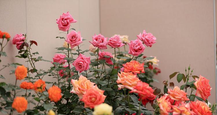 新春花语有哪些新变化？