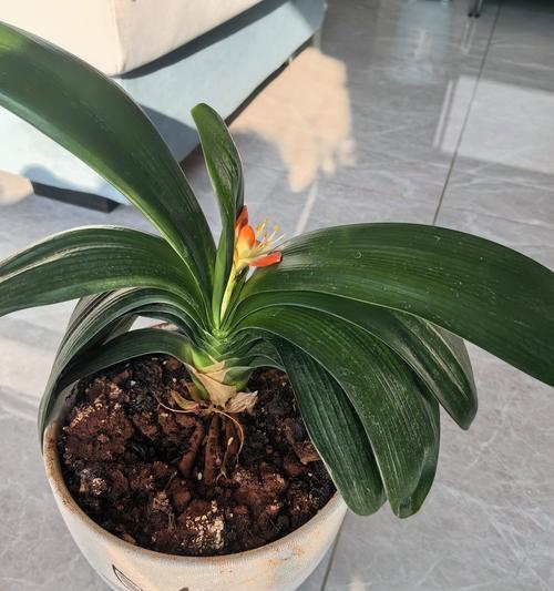新春花语有哪些新变化？