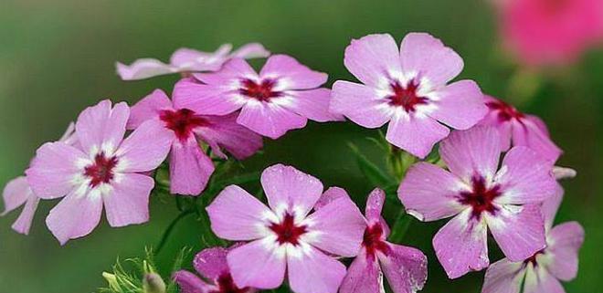 小青莲的花语是什么？它在花语中代表什么？