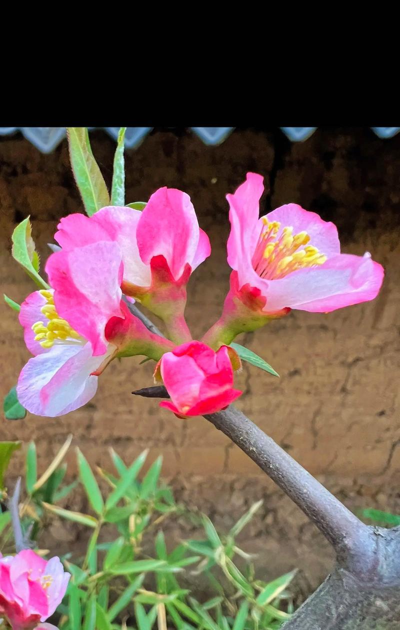 海棠花有哪些种类及其花语？