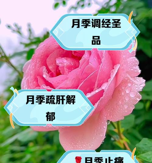 月季花的花语从何而来？它的寓意是什么？