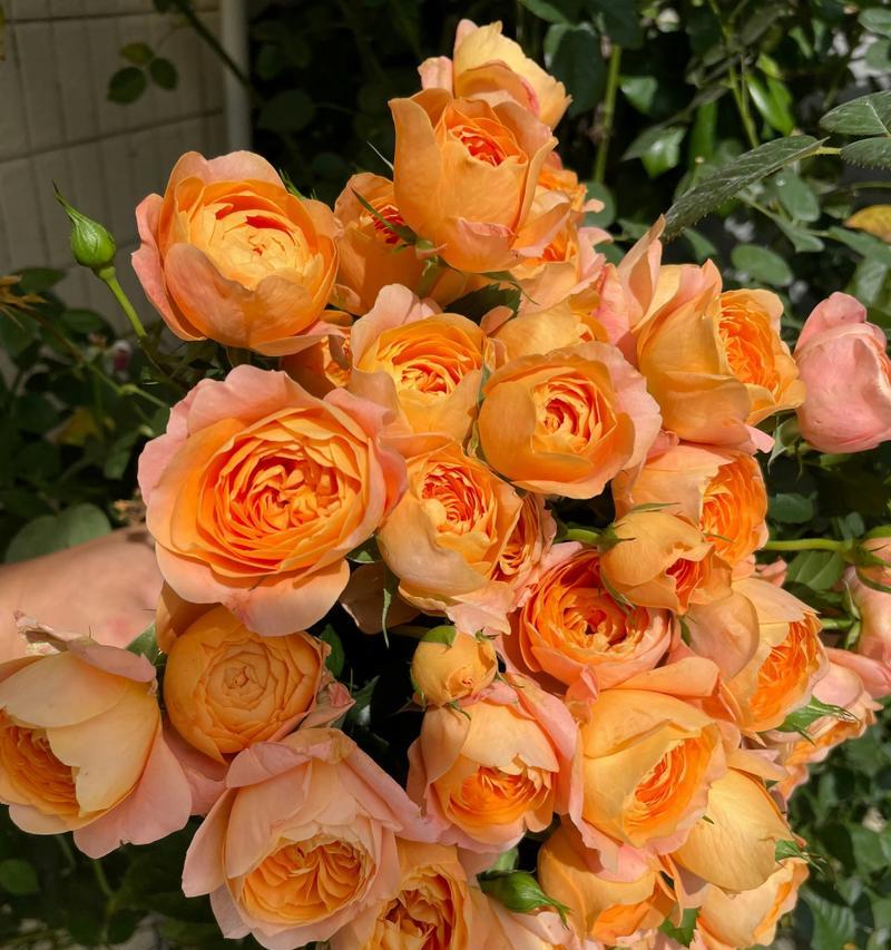 月季花的花语从何而来？它的寓意是什么？