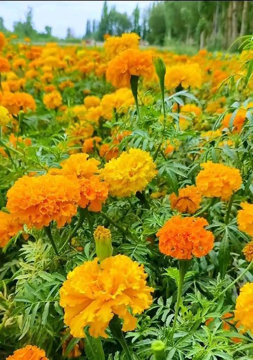 万寿菊的花语是什么？它有哪些寓意？