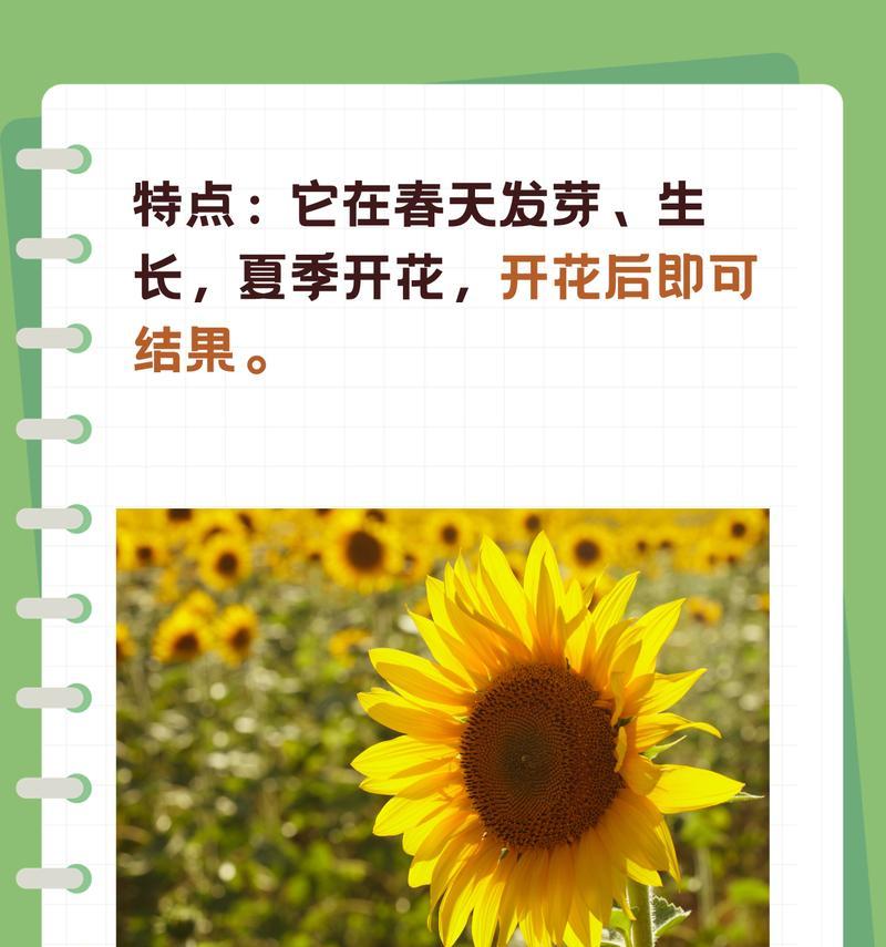 向日葵的花语代表什么？孩子送爸爸向日葵有何深意？