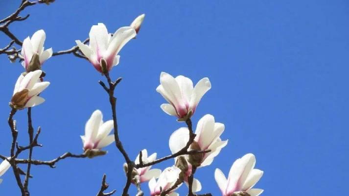 白茶花蓝色的花语是什么？蓝色白茶花有何寓意？