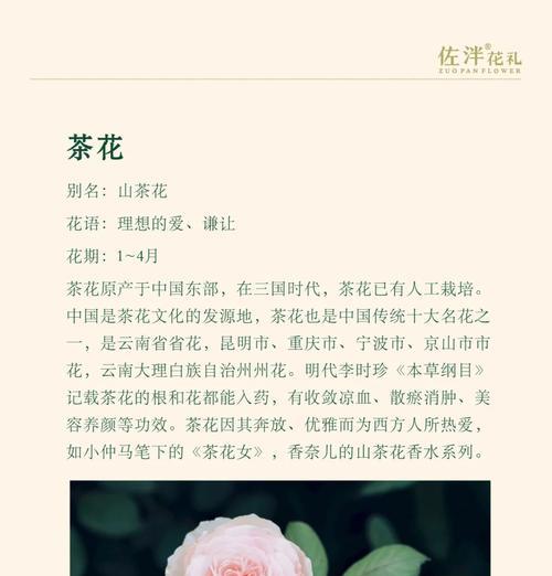 背后之爱的花语代表什么？