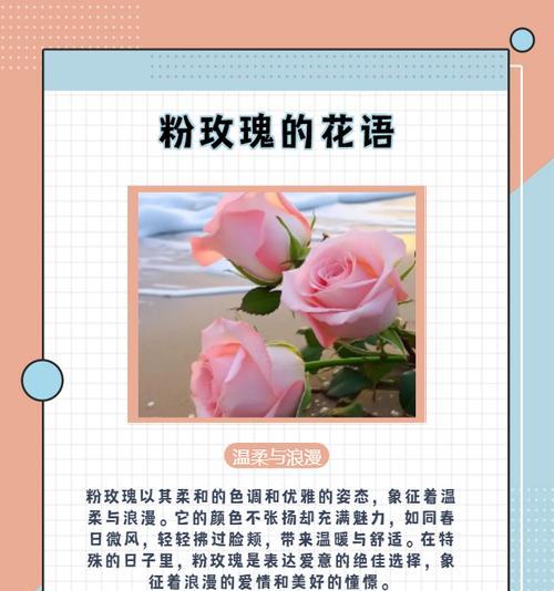 背后之爱的花语代表什么？