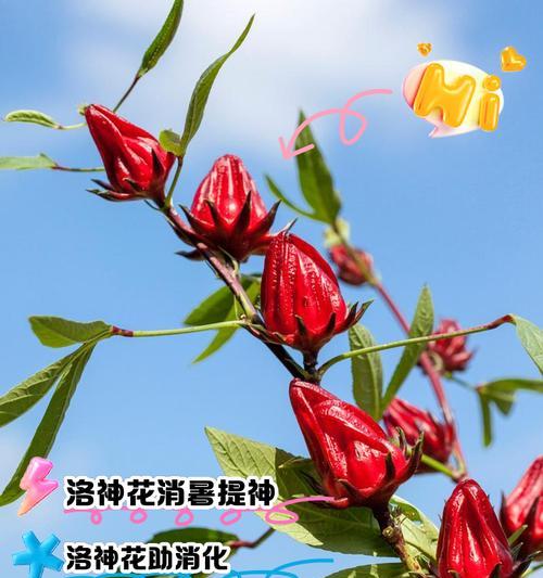 美神象征的花语有哪些？