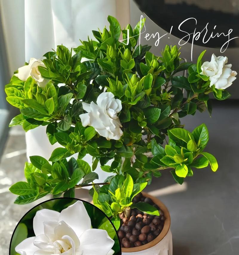 栀子花的浪漫花语是什么？栀子花代表什么浪漫意义？