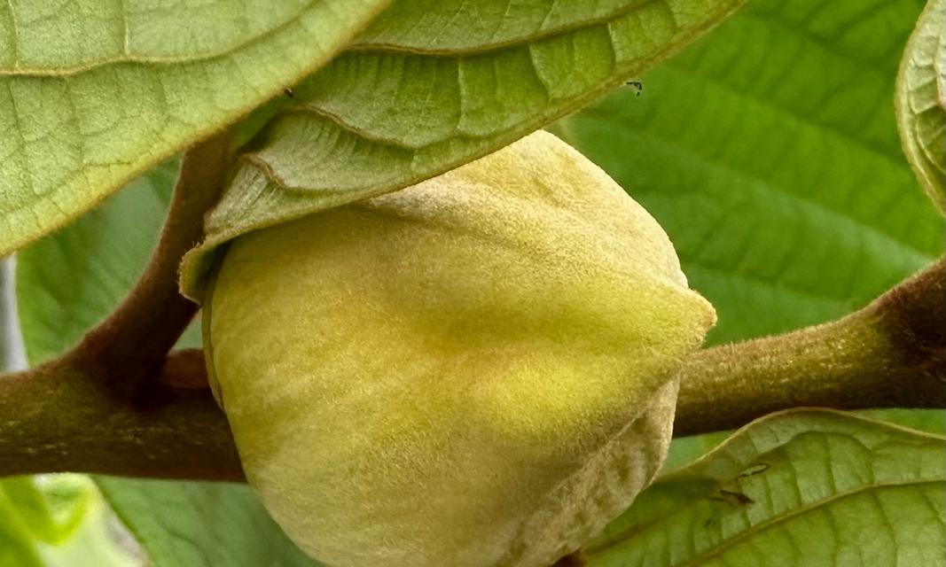 荔枝榴莲的花语有何特殊含义？它们代表了什么？