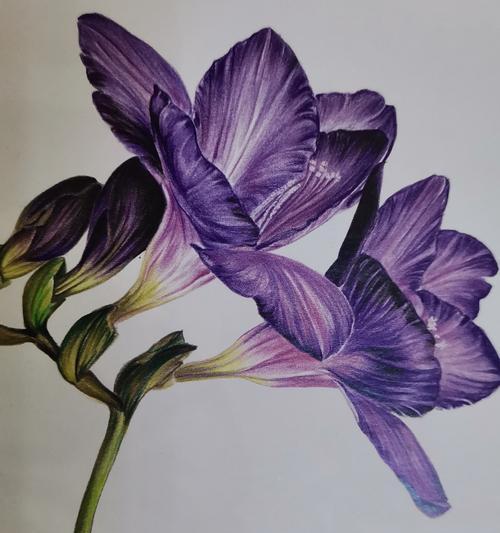 意达玫瑰的花语有何特别之处？如何理解意达玫瑰的花语？