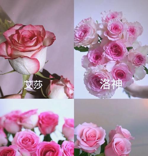 房屋装饰用玫瑰花有何寓意？它象征着什么？