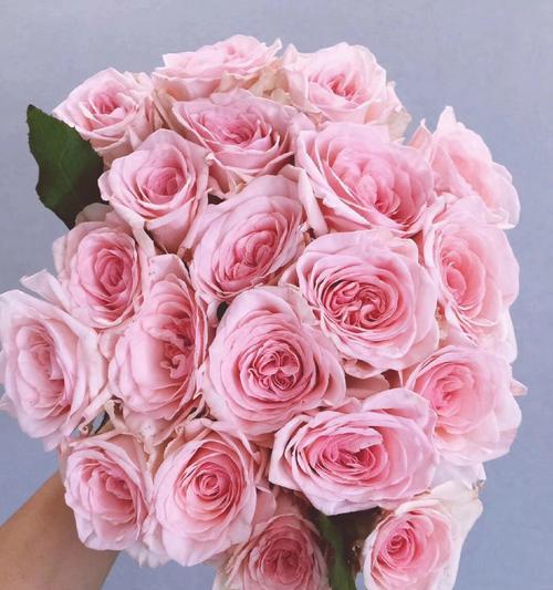 5朵荔枝玫瑰的花语是什么？它们代表了什么？