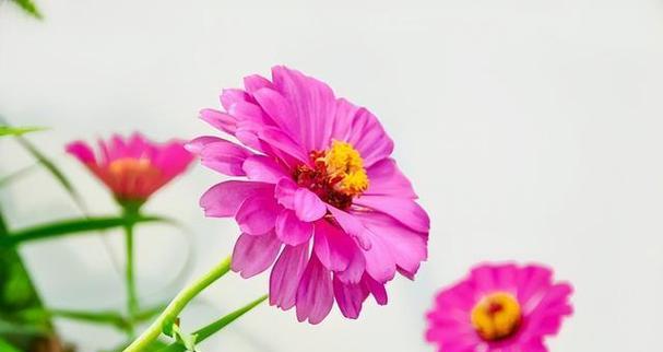 温柔感性的花语代表了什么？