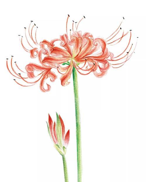 温柔感性的花语代表了什么？