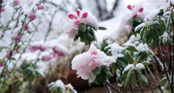 秋天飘雪的花语代表什么含义？