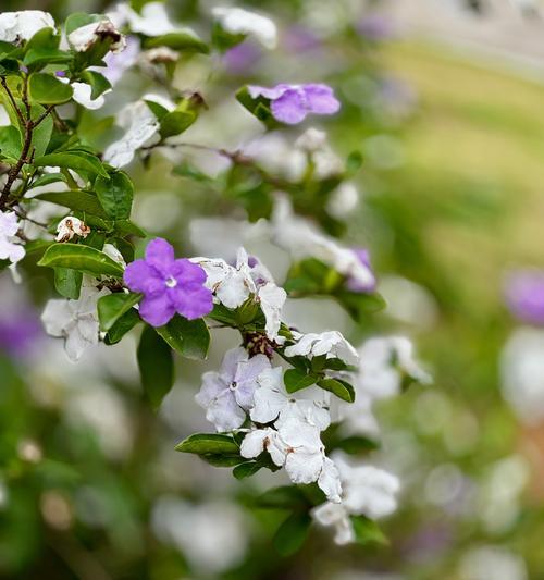 绿色蝴蝶兰花语代表着什么？双相奔赴的花语是什么？
