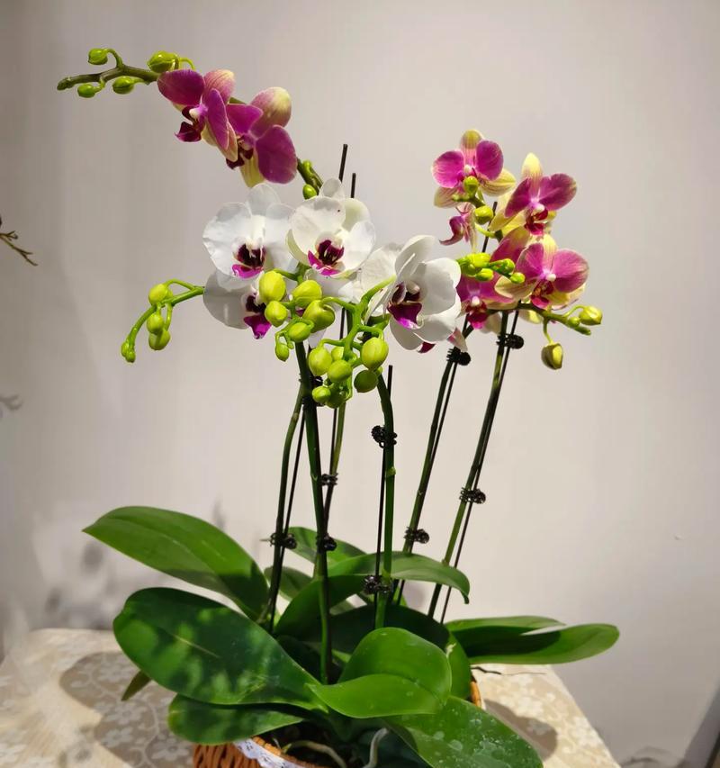 绿色蝴蝶兰花语代表着什么？双相奔赴的花语是什么？