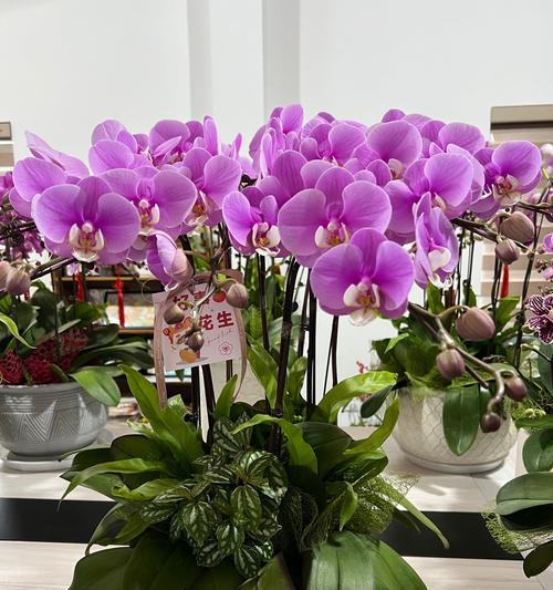 绿色蝴蝶兰花语代表着什么？双相奔赴的花语是什么？