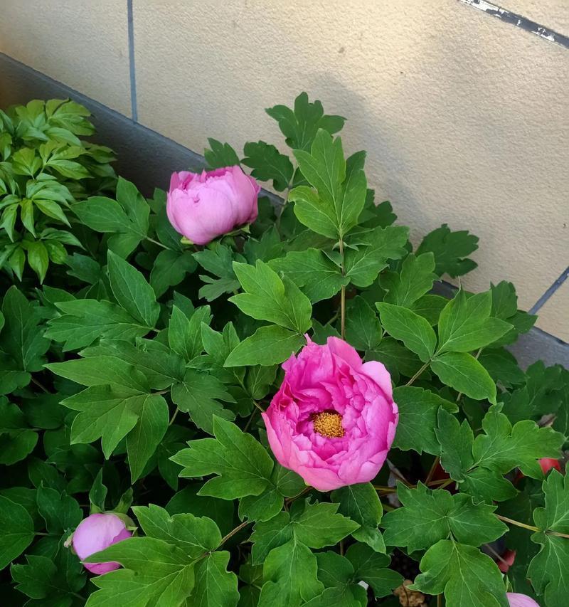 鲁菏红牡丹的花语是什么？它象征着什么样的意义？