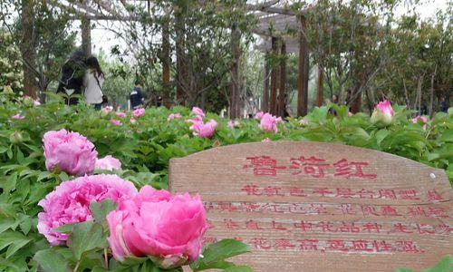 鲁菏红牡丹的花语是什么？它象征着什么样的意义？