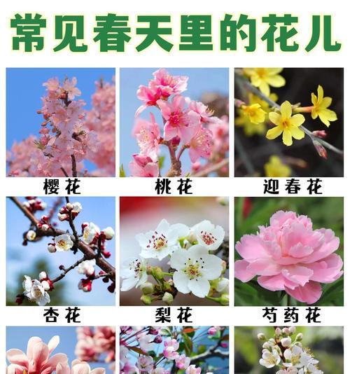 让孩子认识春天的花语是什么？春天的花语有哪些教育意义？