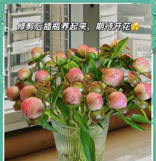 芍药花语及其养护方法是什么？