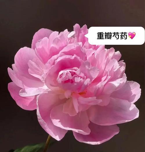 芍药花语及其养护方法是什么？