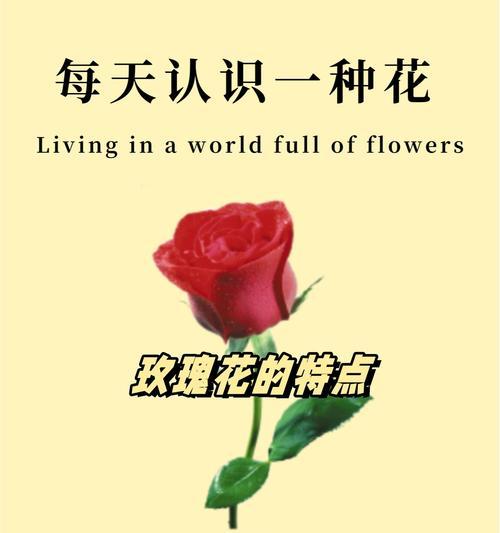酱梅子色玫瑰花的花语是什么？这种颜色的玫瑰代表什么情感？