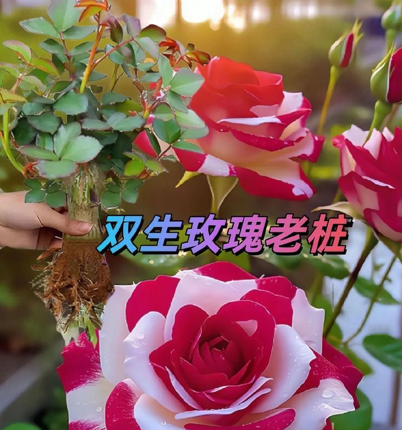 重新相爱用什么花来表达？