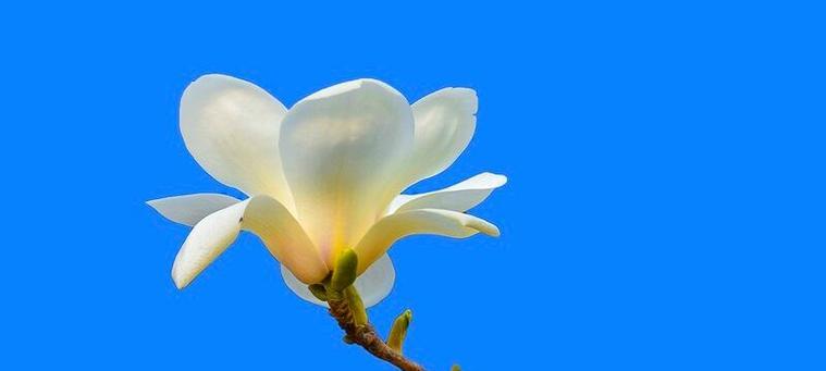 玉兰花的花语和寓意是什么？玉兰花适合在什么场合赠送？