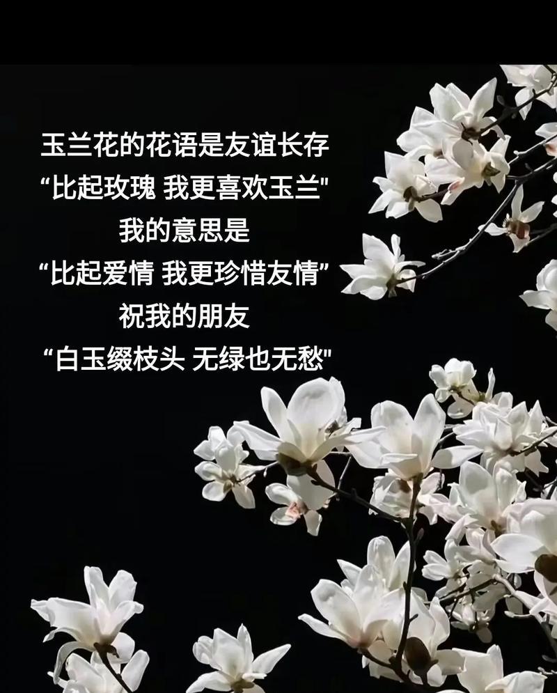 玉兰花的花语和寓意是什么？玉兰花适合在什么场合赠送？