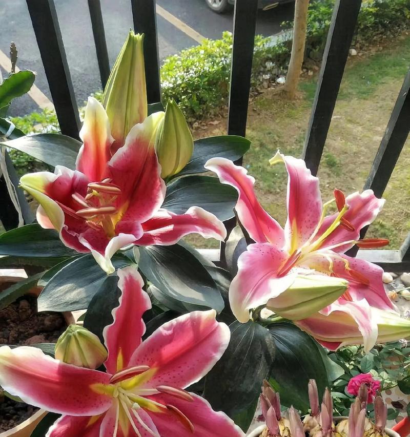 百合花语有哪些？百合代表了哪些寓意？