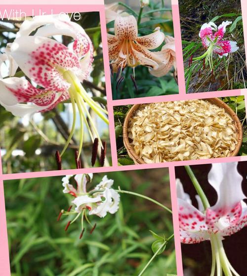 百合花语有哪些？百合代表了哪些寓意？