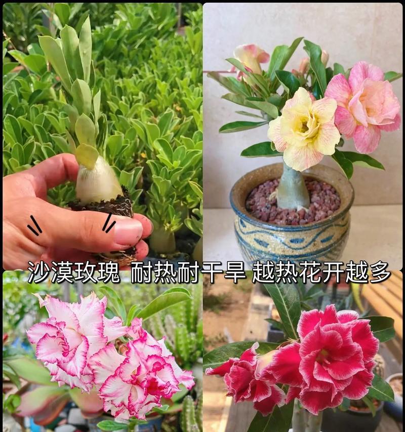 帕米尔玫瑰多肉有何特别寓意？