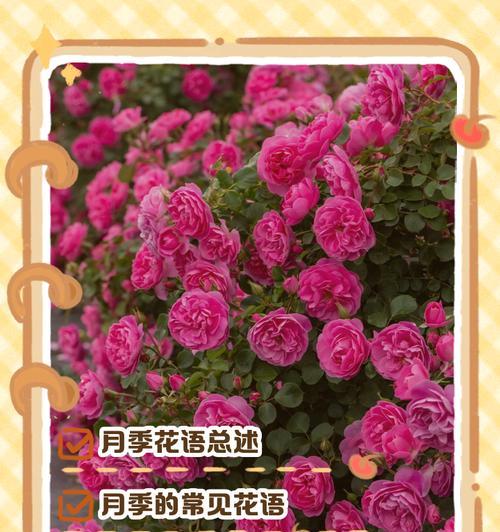 食品月季花的寓意是什么？它的花语有哪些？