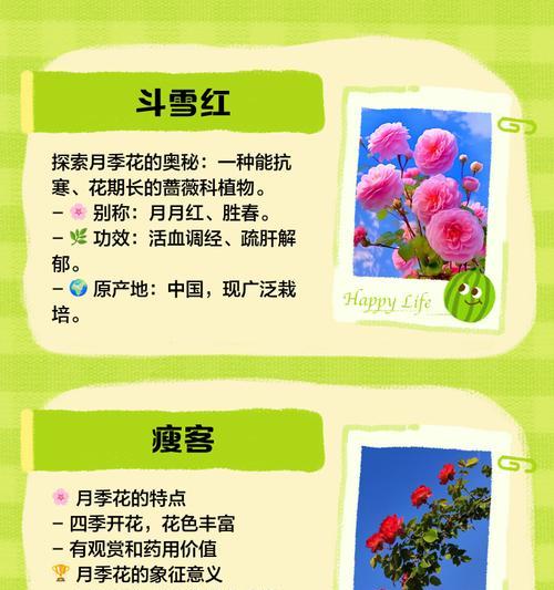 食品月季花的寓意是什么？它的花语有哪些？
