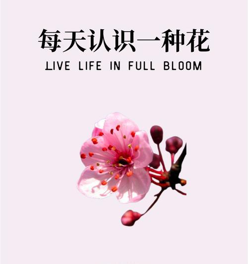 象征姑娘的花语和寓意是什么？它传递了哪些信息？