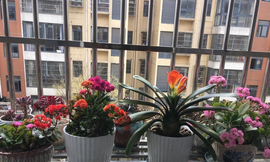 君子兰不同颜色的花语有何不同？