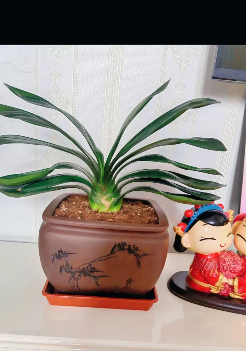 君子兰不同颜色的花语有何不同？