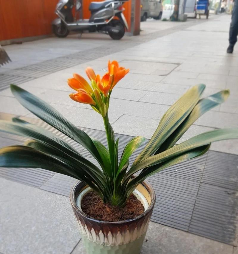 君子兰不同颜色的花语有何不同？