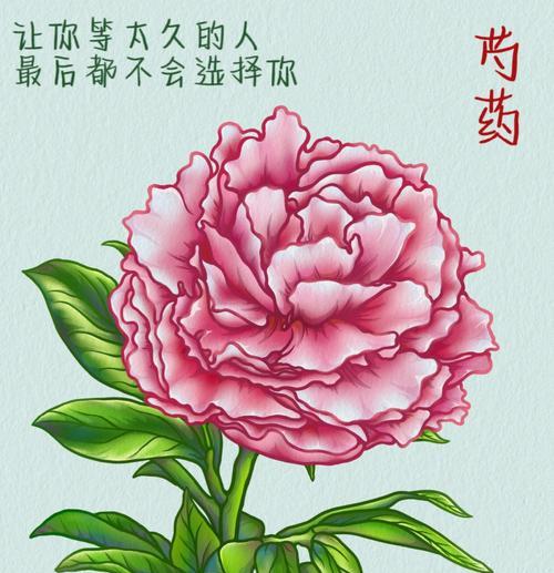 芍药花的花语有哪些含义？它象征着什么？