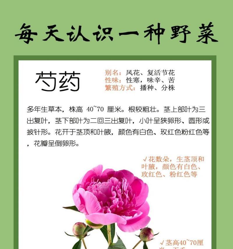 芍药花的花语有哪些含义？它象征着什么？