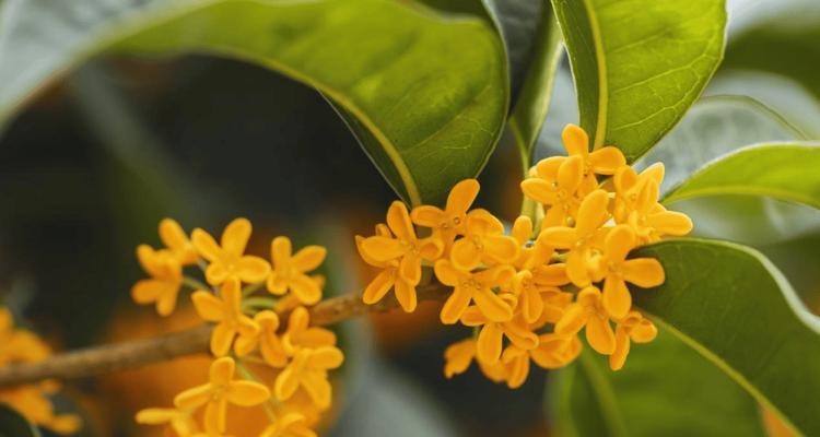 朱砂桂的花语代表了什么？
